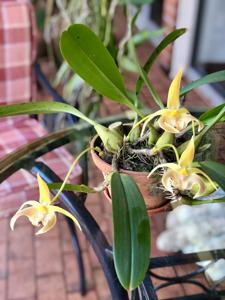 Bulbophyllum lobbii