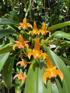 Bulbophyllum lobbii