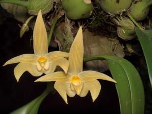 Bulbophyllum lobbii subsp. siamense