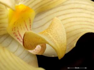 Bulbophyllum lobbii subsp. siamense