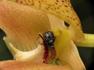 Bulbophyllum lobbii