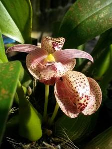 Bulbophyllum lobbii subsp. breviflorum