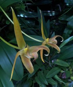 Bulbophyllum lobbii