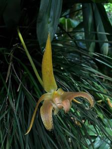 Bulbophyllum lobbii