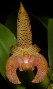 Bulbophyllum lobbii