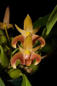 Bulbophyllum lobbii