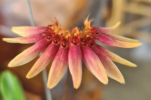 Bulbophyllum loherianum