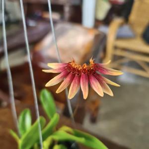 Bulbophyllum loherianum