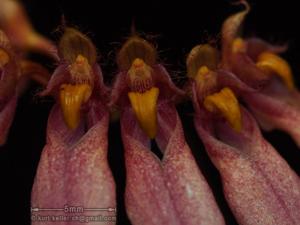 Bulbophyllum loherianum