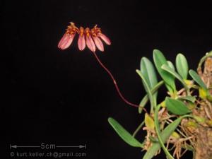 Bulbophyllum loherianum