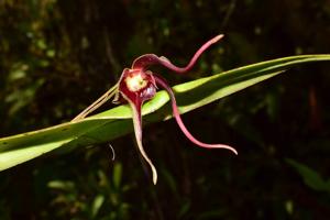 Pleurothallis ruberrima