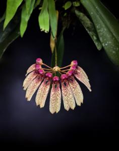Bulbophyllum longiflorum
