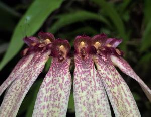 Bulbophyllum longiflorum
