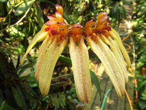Bulbophyllum longiflorum