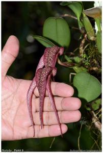 Bulbophyllum longisepalum