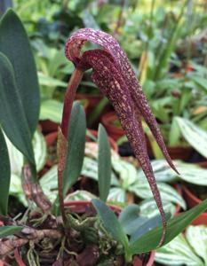Bulbophyllum longisepalum