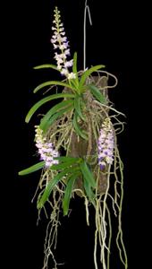 Rhynchostylis coelestis