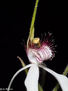 Caladenia longicauda subsp. longicauda