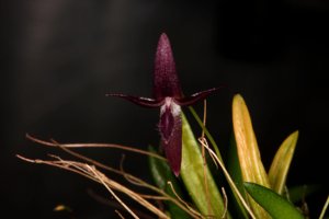 Bulbophyllum macphersonii var. spathulatum