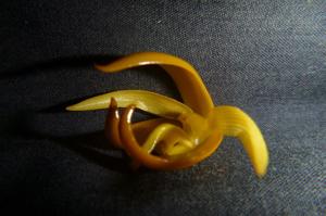 Bulbophyllum macranthoides