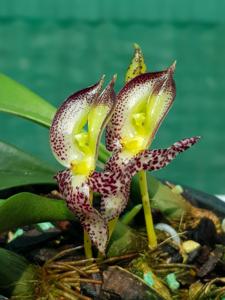 Bulbophyllum macranthum