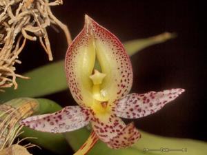 Bulbophyllum macranthum