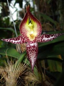 Bulbophyllum macranthum