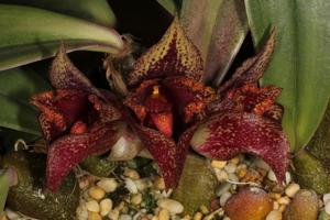 Bulbophyllum macrobulbon