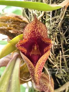 Bulbophyllum macrobulbon