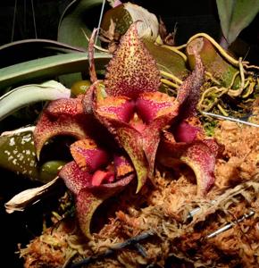 Bulbophyllum macrobulbon