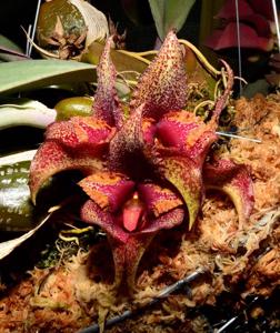 Bulbophyllum macrobulbon