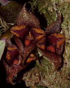 Bulbophyllum macrobulbon