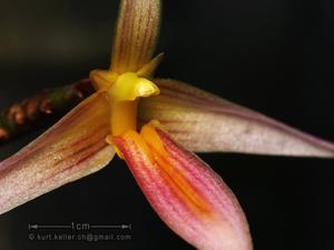 Bulbophyllum macrochilum