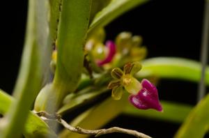 Pelatantheria insectifera