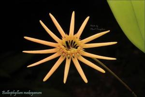 Bulbophyllum makoyanum