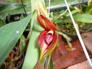 Bulbophyllum mandibulare