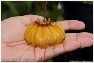 Bulbophyllum mastersianum