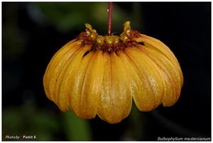 Bulbophyllum mastersianum