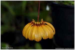 Bulbophyllum mastersianum