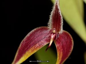 Bulbophyllum maxillare