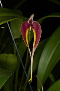 Bulbophyllum maxillare