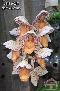 Catasetum denticulatum