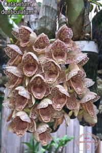 Catasetum denticulatum