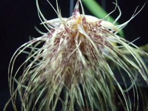 Bulbophyllum medusae