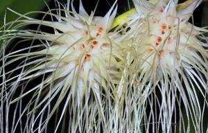 Bulbophyllum medusae