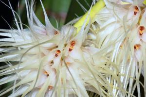 Bulbophyllum medusae