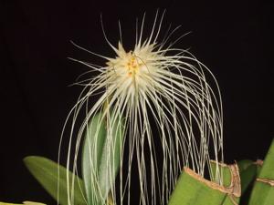 Bulbophyllum medusae