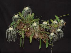 Bulbophyllum medusae