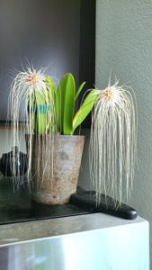 Bulbophyllum medusae