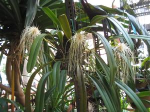 Bulbophyllum medusae